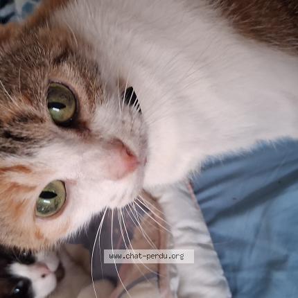 Photo 1/1 Chipie Chat perdu à Brest 29