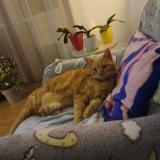 Photo de chat perdu à Pierrefeu