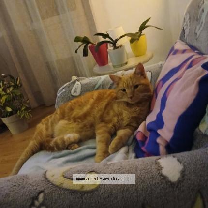 Photo 1/1 Lucky Chat perdu à Pierrefeu