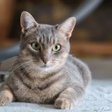 Photo de chat perdu à Blagnac