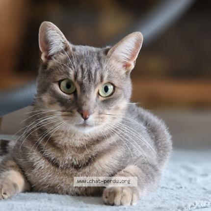 Photo 1/1 Darwin Chat perdu à Blagnac