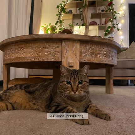 Photo 1/1 Chat retrouvé Perdu à Perols