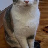 Photo de chat perdu à Curis Au Mont D Or