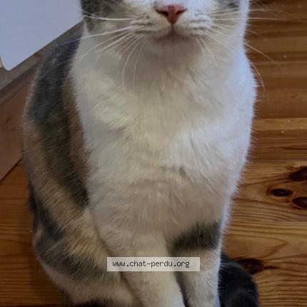 Photo 1/1 Maneki Chat perdu à Curis au mont d or