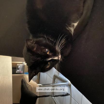 Photo 1/1 Chat trouvé Trouvé à Marseille