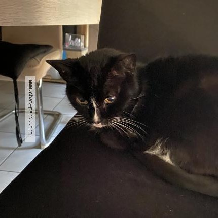Photo 1/1 Chat trouvé Trouvé à Marseille