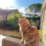 Photo de chat perdu à Condom