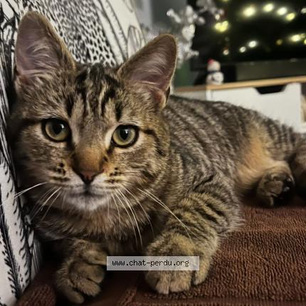 Photo 1/2 Chat retrouvé Perdu à Burgille