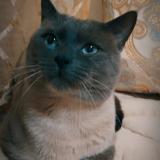 Photo de chat perdu à Molenbeek