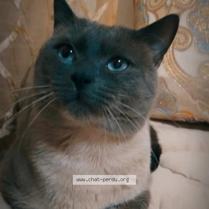 Photo 1/1 Filou Chat perdu à Molenbeek