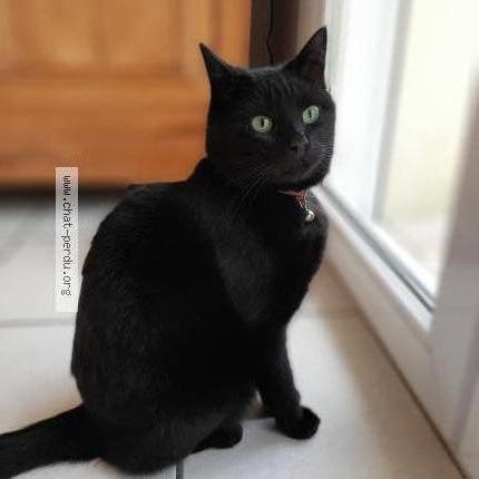 Photo 1/1 Chat retrouvé Perdu à Plumergat