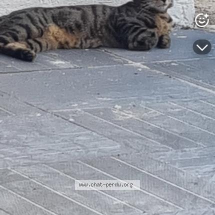 Photo 1/1 Chat retrouvé Perdu à Martigues