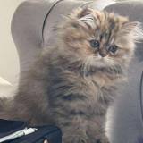 Photo de chat perdu à Paris