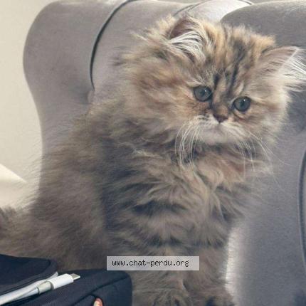 Photo 1/1 Laure Chat perdu à Paris