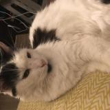 Photo de chat perdu à Villejuif