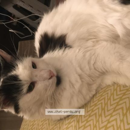 Photo 1/1 Litchi Chat perdu à Villejuif