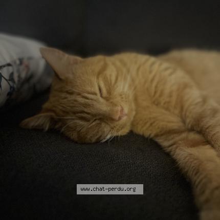 Photo 1/1 Sun Chat perdu à Chenove