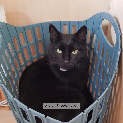 Photo 1/1 Chat retrouvé Perdu à St nazaire