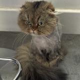 Photo de chat trouvé à Asnieres Sur Seine