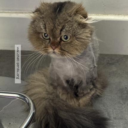 Photo 1/1 Chat trouvé Trouvé à Asnieres sur seine