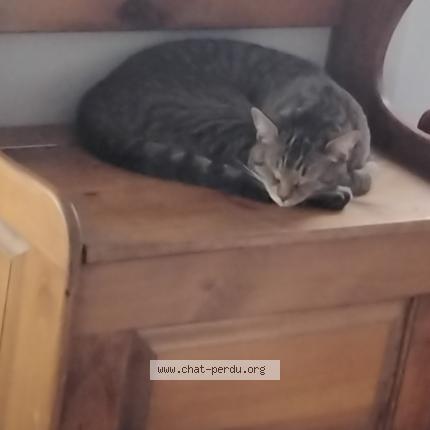 Photo 1/1 Chat retrouvé Perdu à Joliette