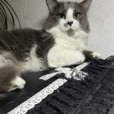 Photo de chat perdu à Madeleine