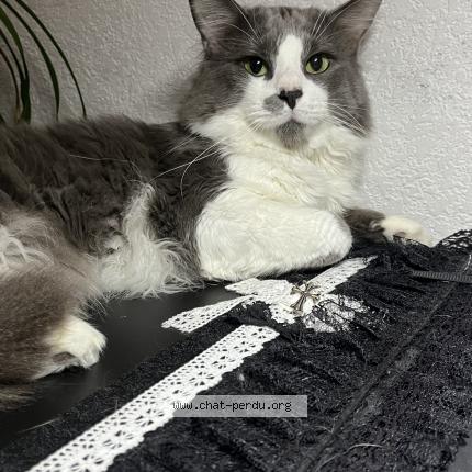 Photo 1/1 Moka Chat perdu à Madeleine