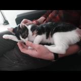 Photo de chat perdu à La Gorgue