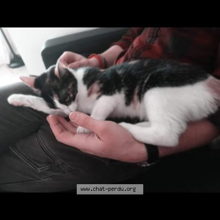 Photo 1/1 Odyssey Chat perdu à La gorgue