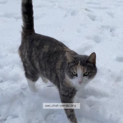 Photo 1/1 Cali Chat perdu à Templeuve en pevele