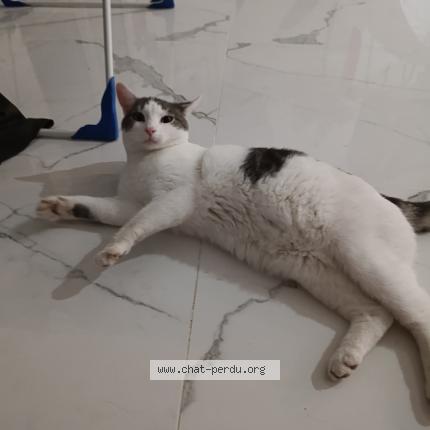 Photo 1/1 Minouche Chat perdu à Lamecourt