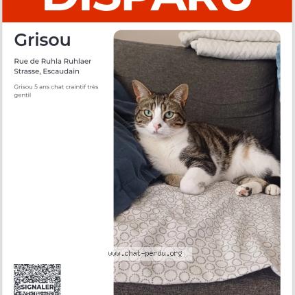 Photo 1/1 Grisou Chat perdu à Escaudain