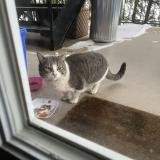 Photo de chat trouvé à Lasalle