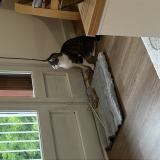 Photo de chat perdu à Creteil