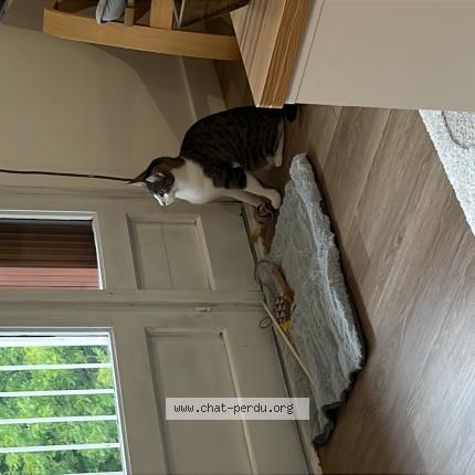 Photo 1/1 Mia Chat perdu à Creteil