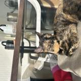 Photo de chat perdu à Brotte Les Luxeuil