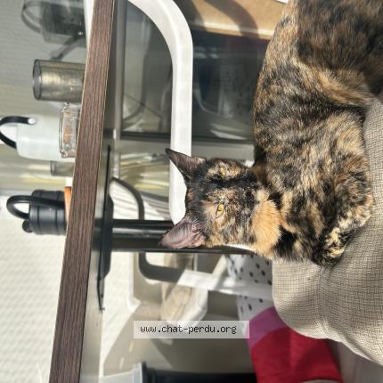 Photo 1/1 Slown Chat perdu à Brotte les luxeuil