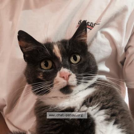 Photo 1/1 Chat retrouvé Perdu à Toulouse