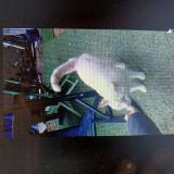 Photo de chat trouvé à Saint Maur