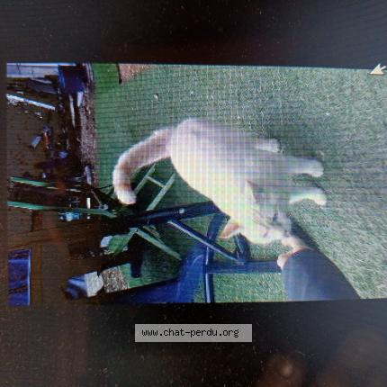 Photo 1/1 Chat trouvé Trouvé à Saint maur