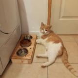 Photo de chat perdu à Castelnau De Medoc