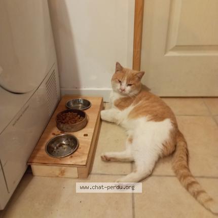 Photo 1/1 Tichat Chat perdu à Castelnau de medoc