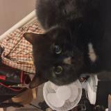 Photo de chat perdu à Tourcoing