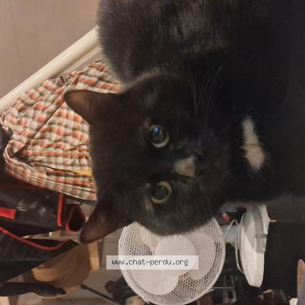 Photo 1/1 Attilrano Chat perdu à Tourcoing