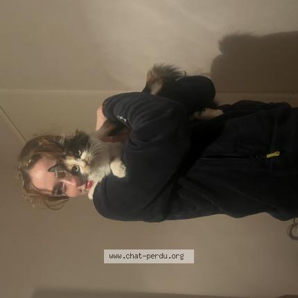 Photo 1/1 Akemi Chat perdu à Toulouse