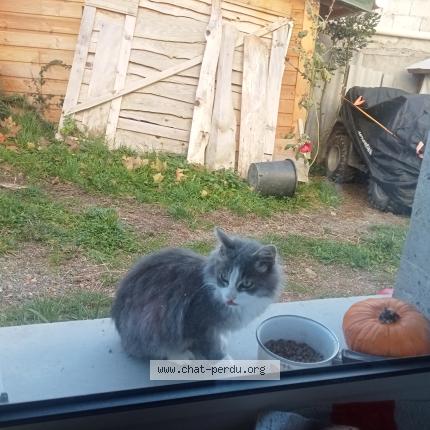 Photo 1/1 Chat trouvé Trouvé à 42140 grammond