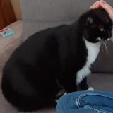 Photo de chat perdu à Troyes