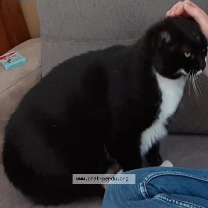 Photo 1/1 Chouchou Chat perdu à Troyes