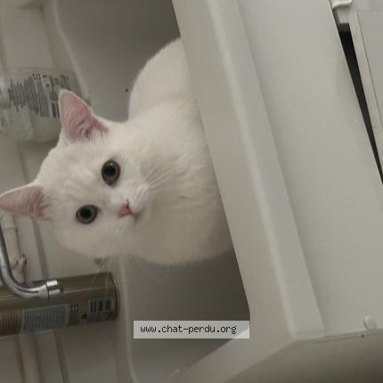 Photo 1/1 mimi Chat perdu à Clermont ferrand