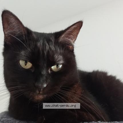 Photo 1/1 Chat retrouvé Perdu à Saint fargeau ponthierry
